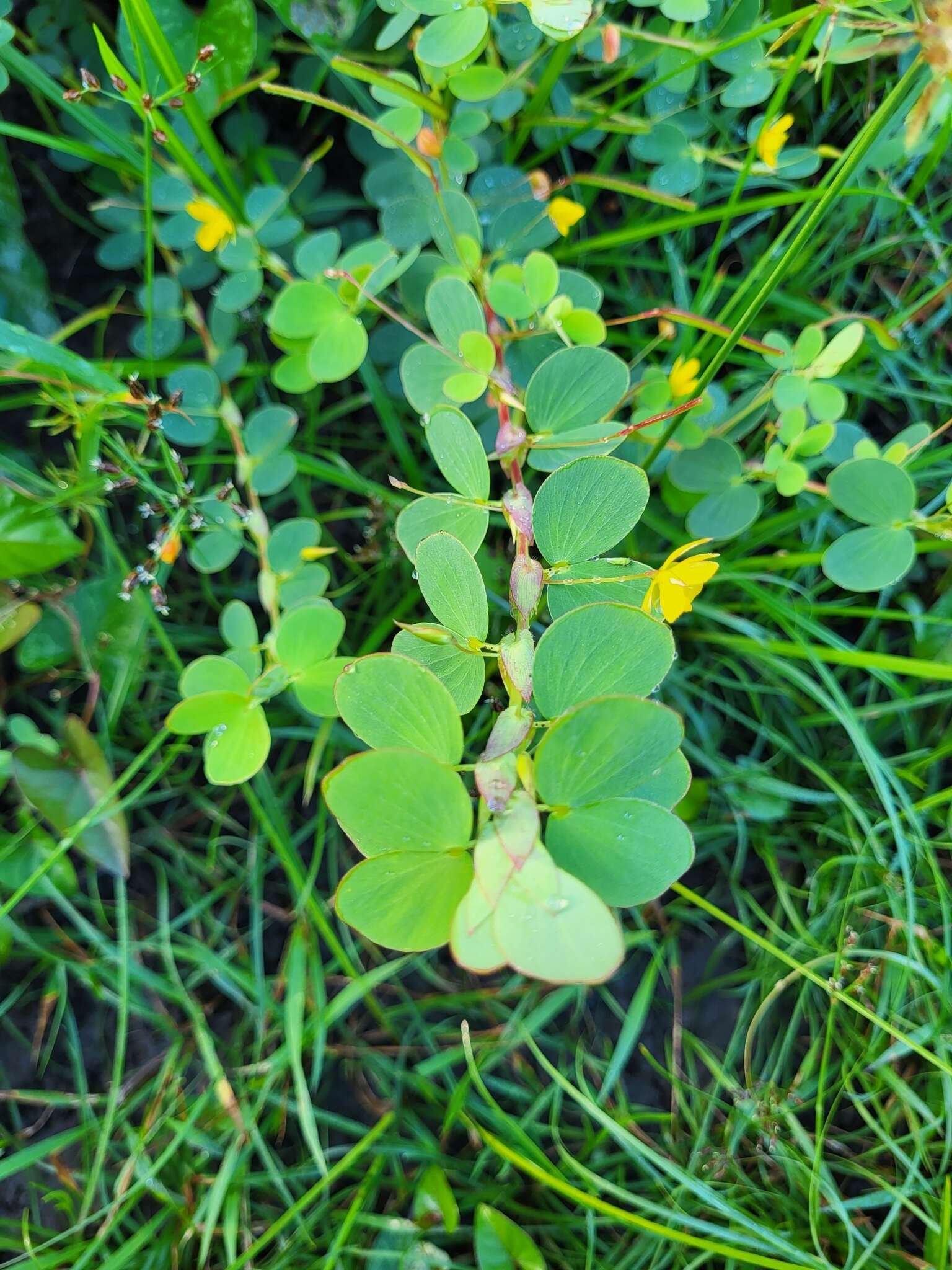 Image of Two-Leaf Sensitive-Pea