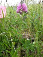 Image of bristlystem checkerbloom