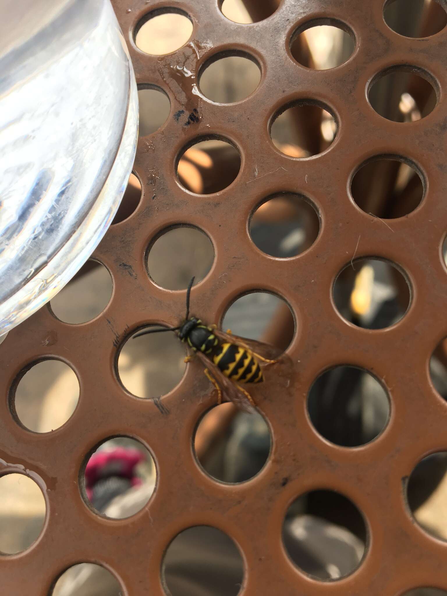 Image of Alaska Yellowjacket