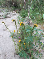 Image of Menzies' fiddleneck