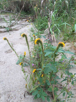 Image of Menzies' fiddleneck