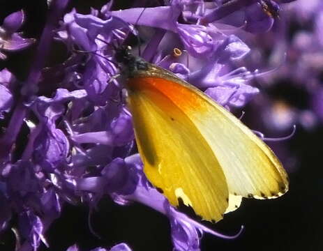 Image of Mylothris agathina agathina