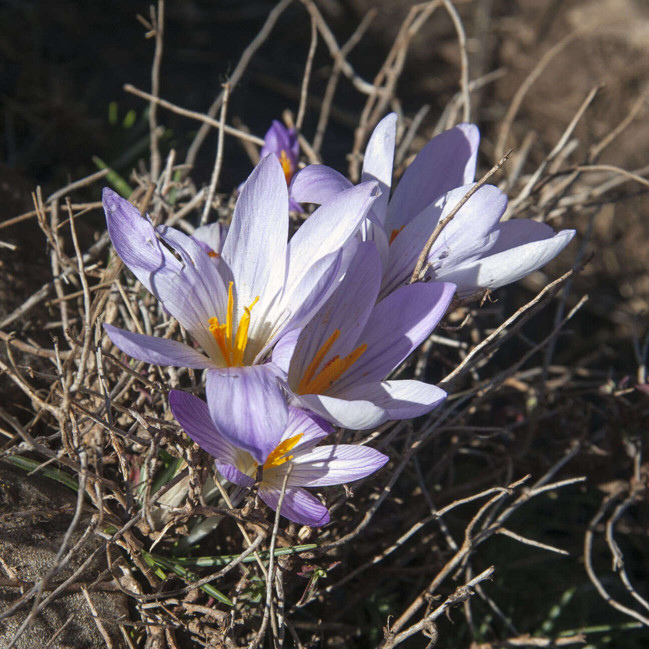 Image of various-coloured crocus