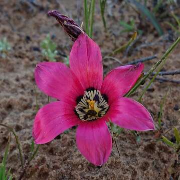 Image of Romulea pudica (Sol. ex Ker Gawl.) Baker