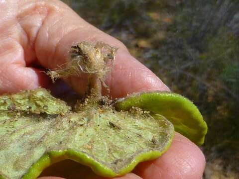 Image of Hairy Babooncabbage