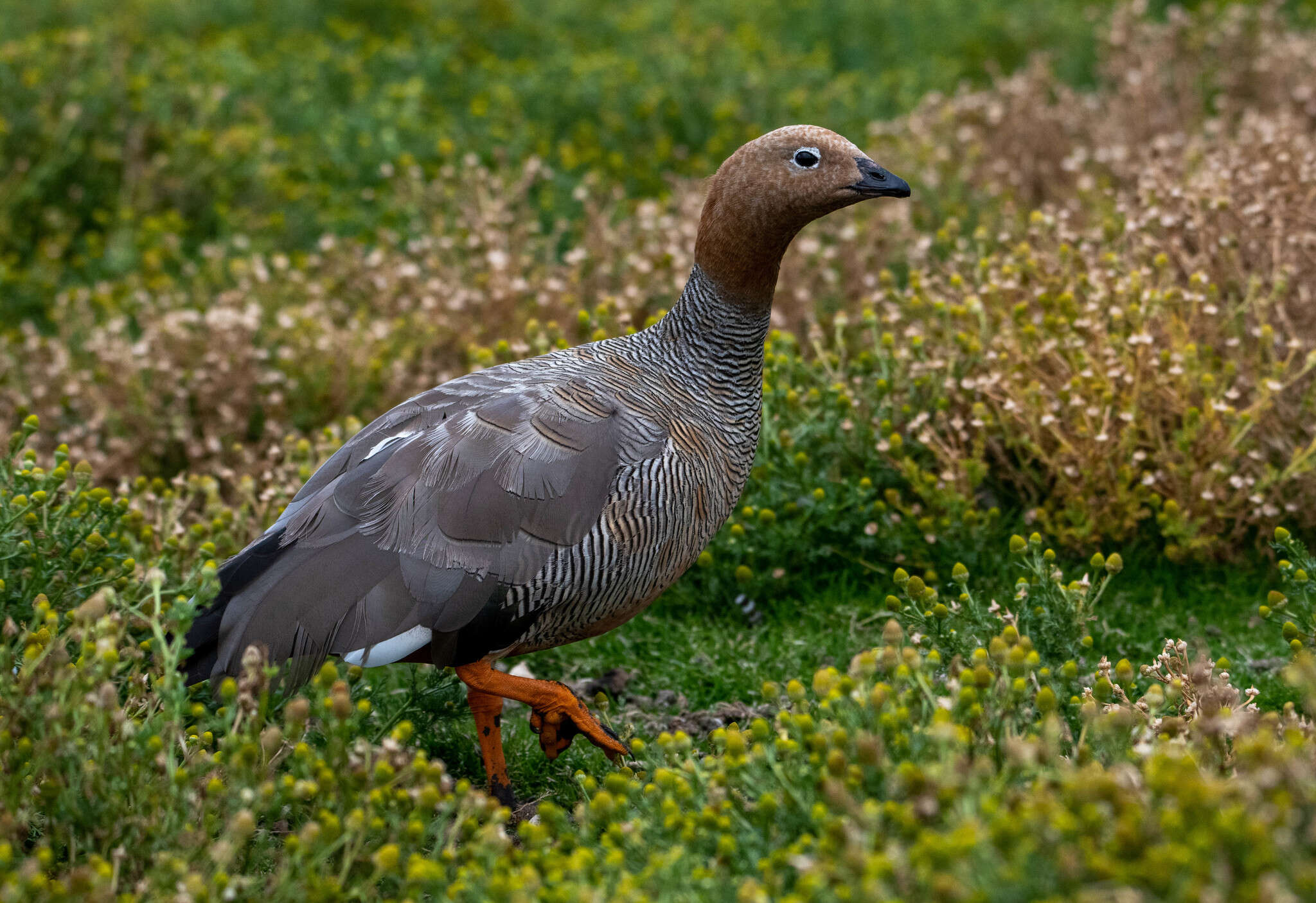 Image of Ruddy-headed Goose