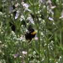 Image of Teucrium creticum L.