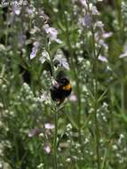 Image of Teucrium creticum L.