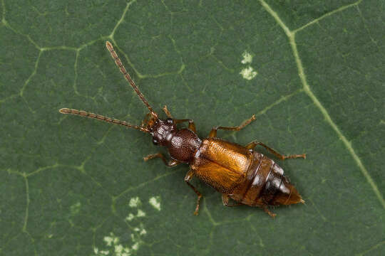 Image of Anthophagus (Phaganthus) caraboides (Linnaeus 1758)