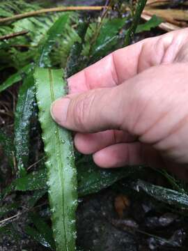 Image of Asplenium attenuatum R. Br.