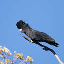 Image of Calyptorhynchus banksii banksii (Latham 1790)