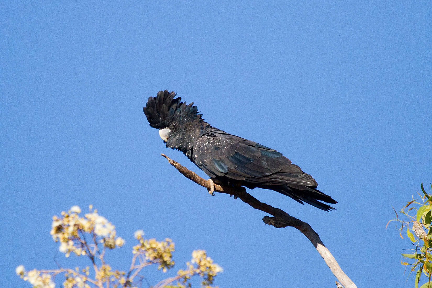 Image of Calyptorhynchus banksii banksii (Latham 1790)