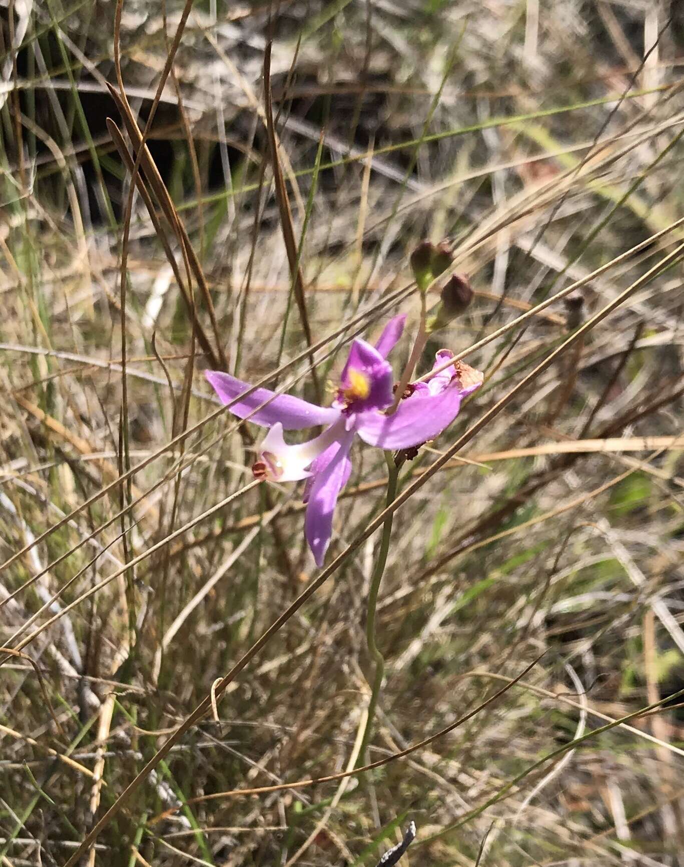 Calopogon pallidus Chapm.的圖片