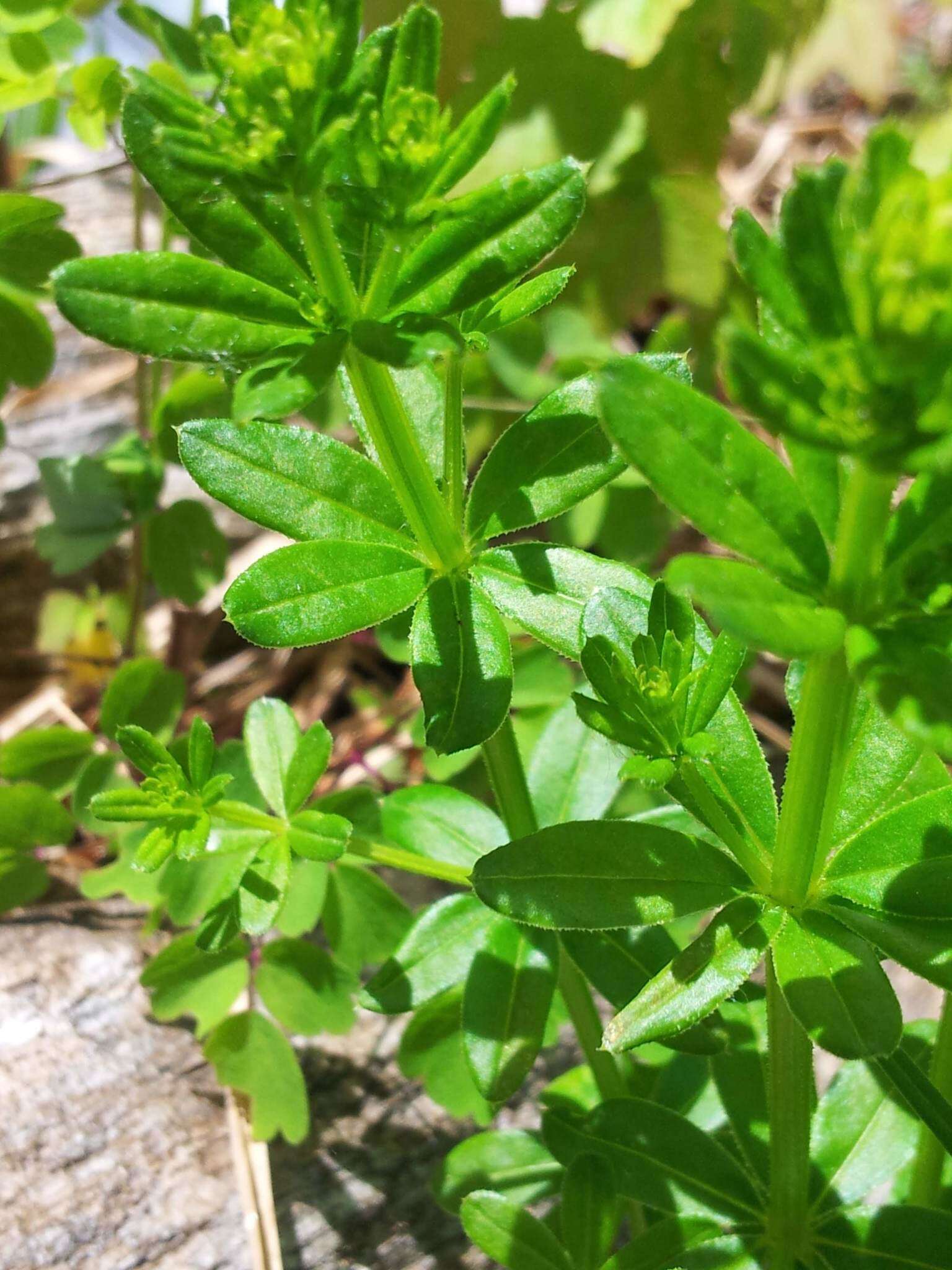 Image of Rough bedstraw