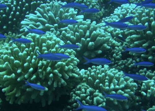 Pseudanthias pascalus (Jordan & Tanaka 1927) resmi