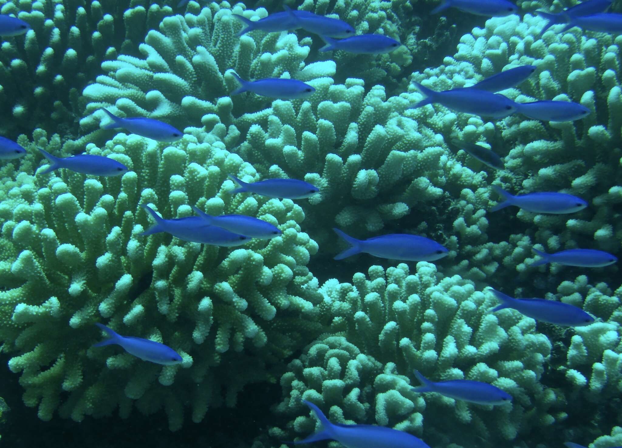 Pseudanthias pascalus (Jordan & Tanaka 1927) resmi