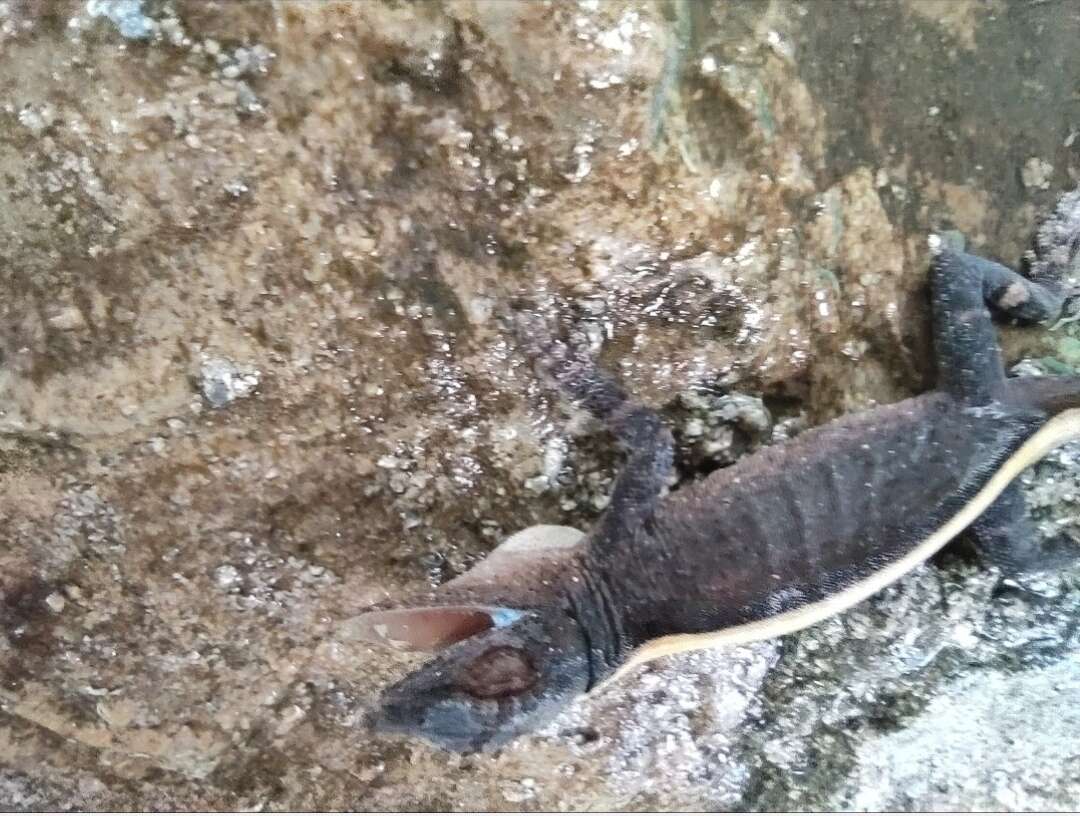 Image of White Anole