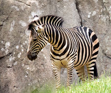 Image of Grant's Zebras
