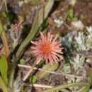 Image de Agoseris aurantiaca var. carnea (Rydb.) Lesica