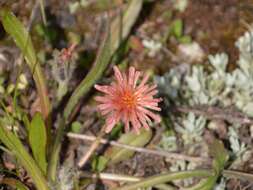 Image of Agoseris aurantiaca var. carnea (Rydb.) Lesica