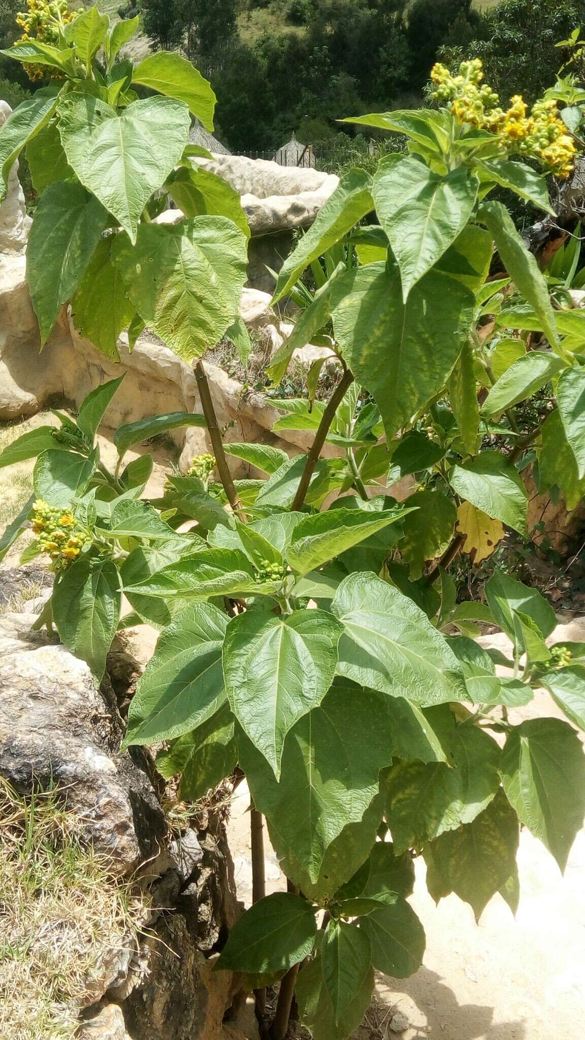 Image of Smallanthus pyramidalis (Triana) H. Rob.