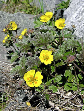 Image de Potentilla fragiformis Willd. ex Schltdl.