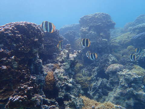 Image of Three-striped Butterflyfish