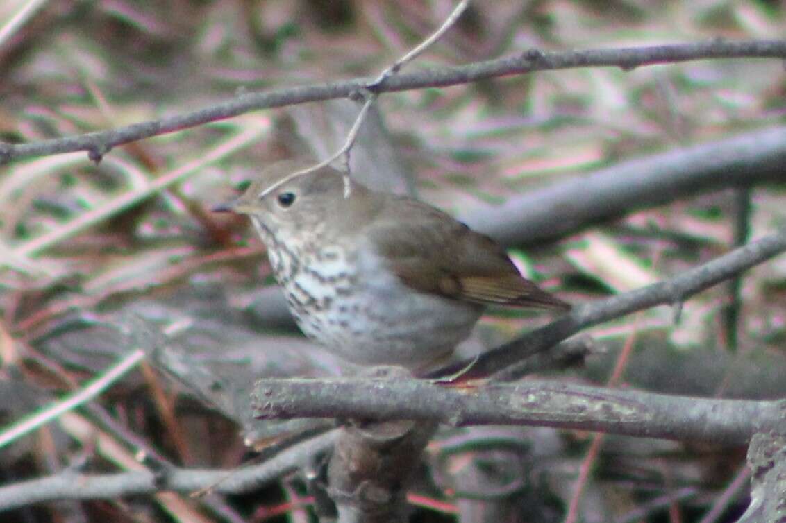 Image of Catharus guttatus auduboni (Baird & SF 1864)