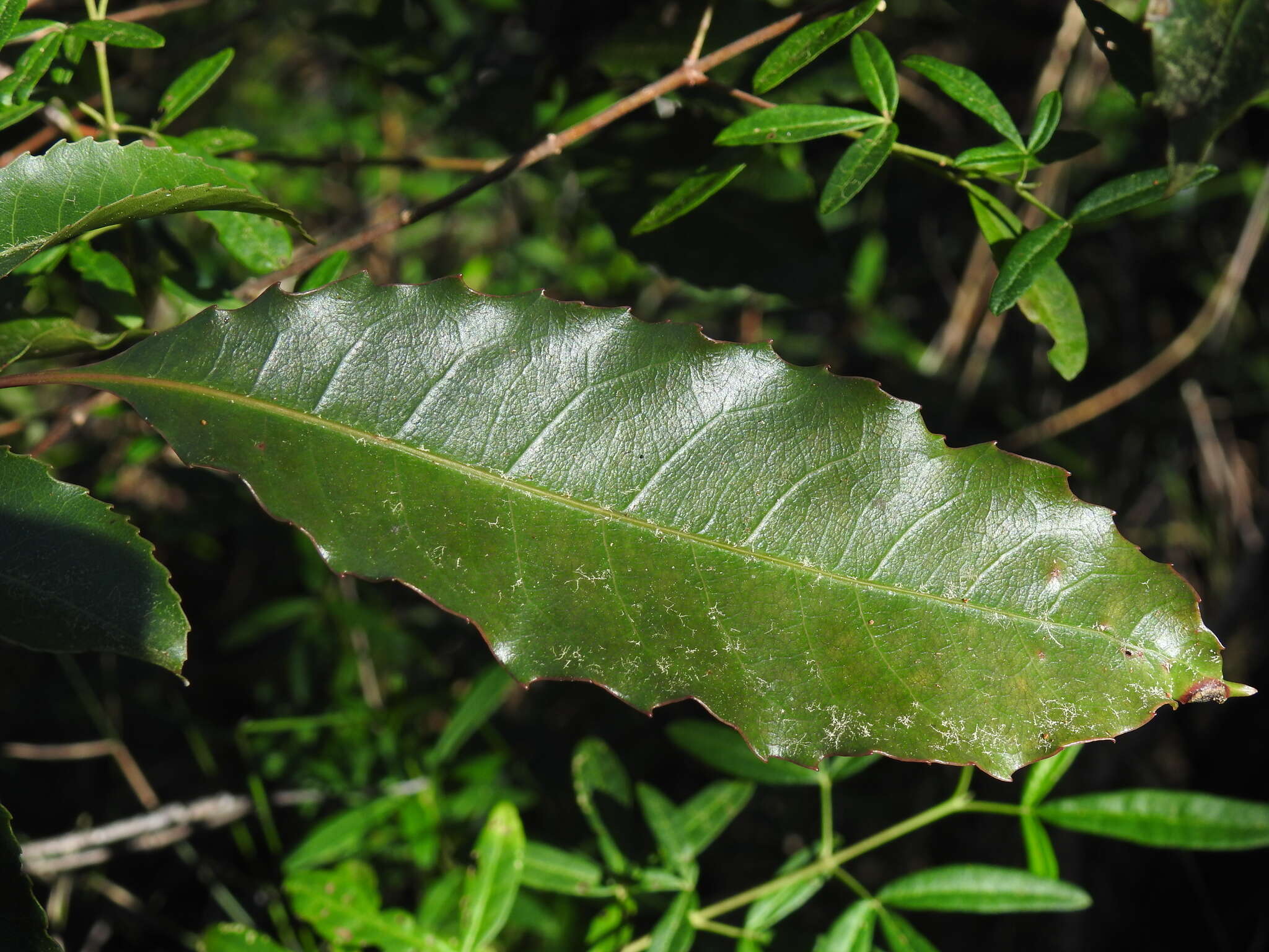 Слика од Schizomeria ovata D. Don