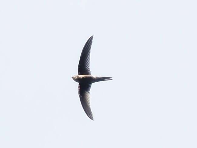 Image of Palm swift