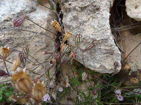 Image de Silene secundiflora Otth