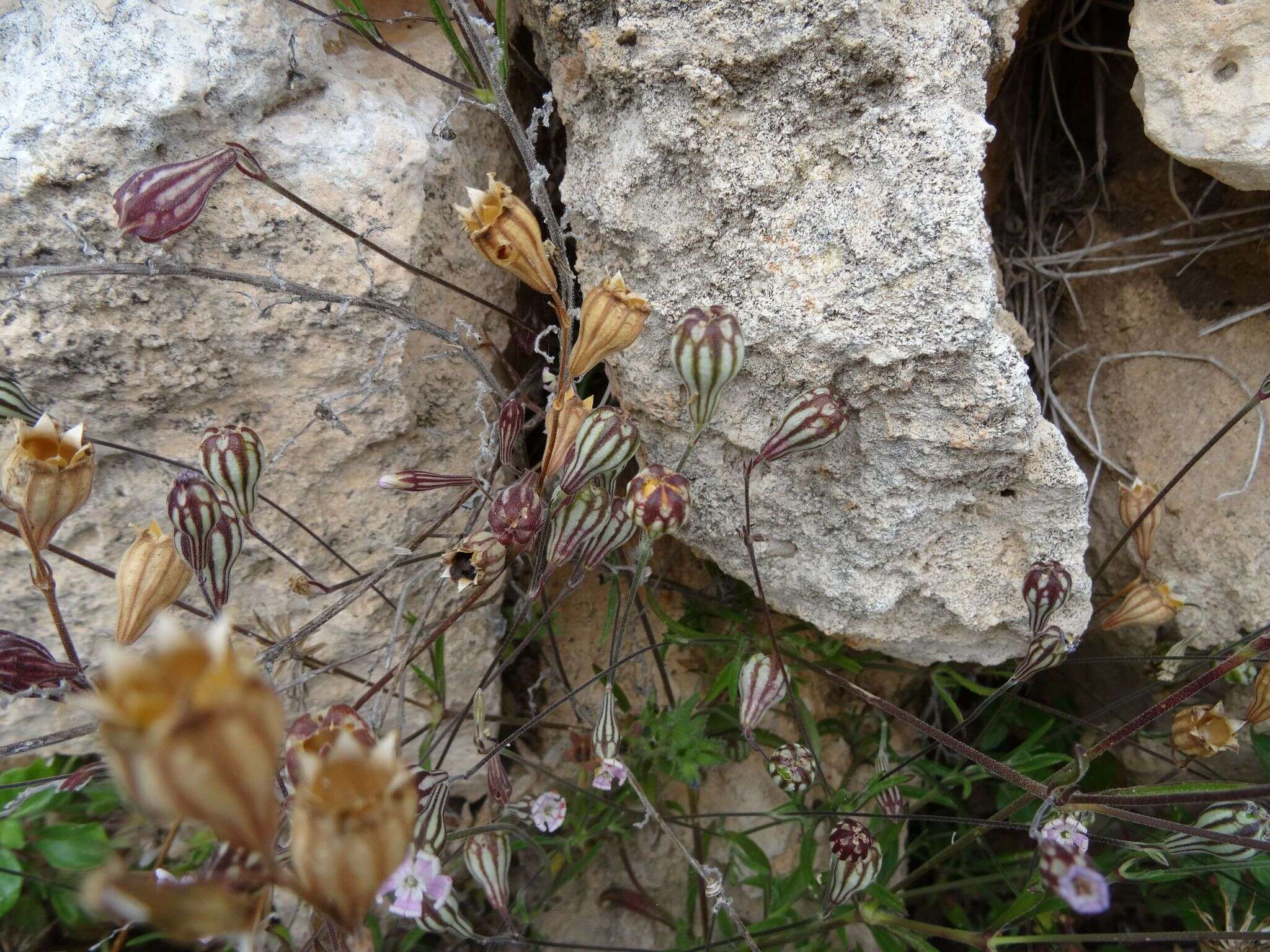 Image of Silene secundiflora Otth