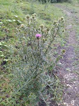 Слика од Cirsium ciliatum (Murray) Moench