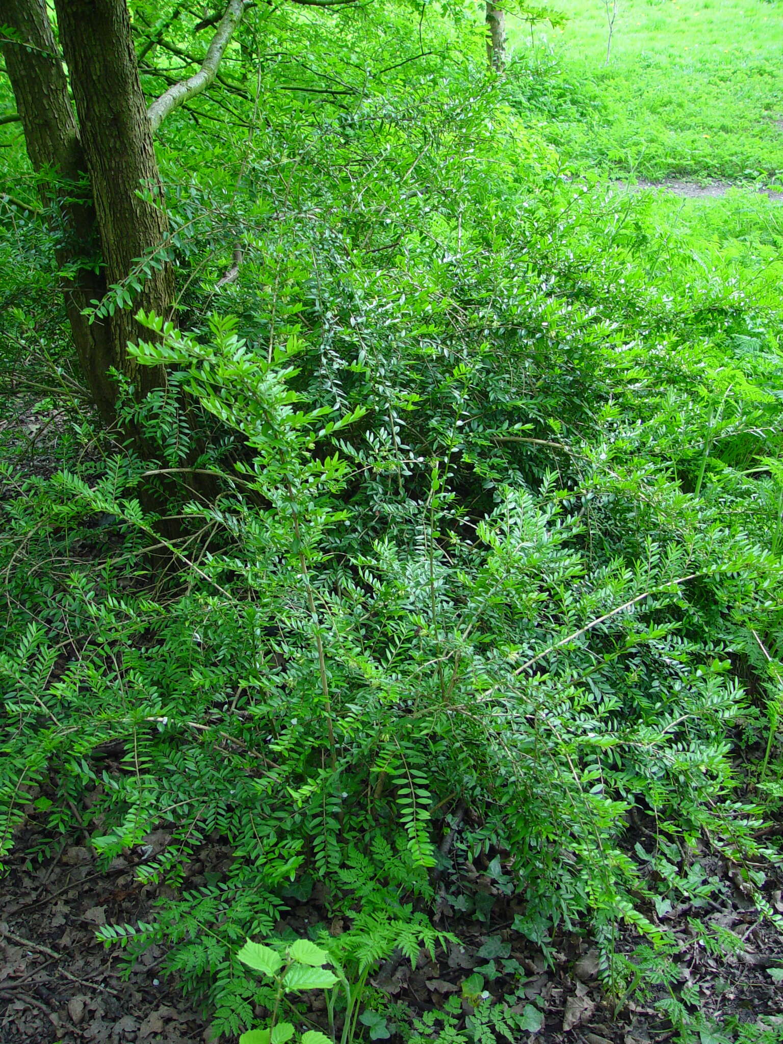 Image of box-leaf honeysuckle