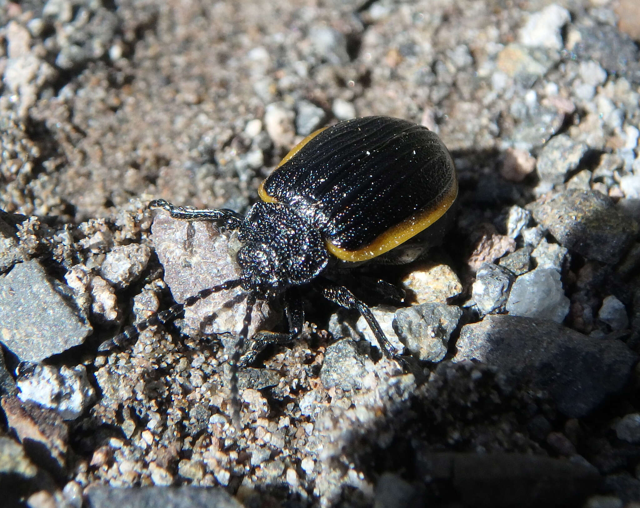 Image de Galeruca (Galeruca) rudis J. L. Le Conte 1857