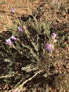 Plancia ëd Penstemon linarioides A. Gray