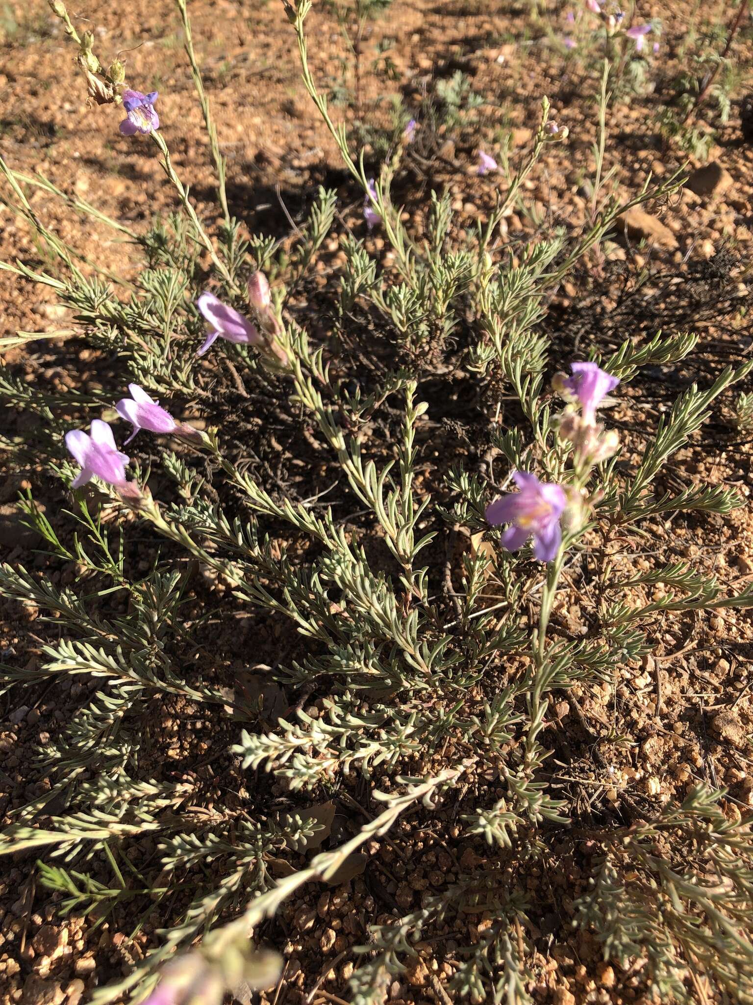 Plancia ëd Penstemon linarioides A. Gray