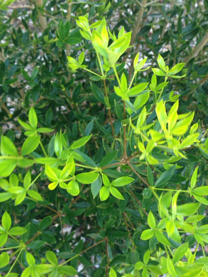 Image of Alyxia ruscifolia subsp. ruscifolia