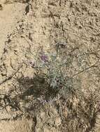 Image of tall silky lupine