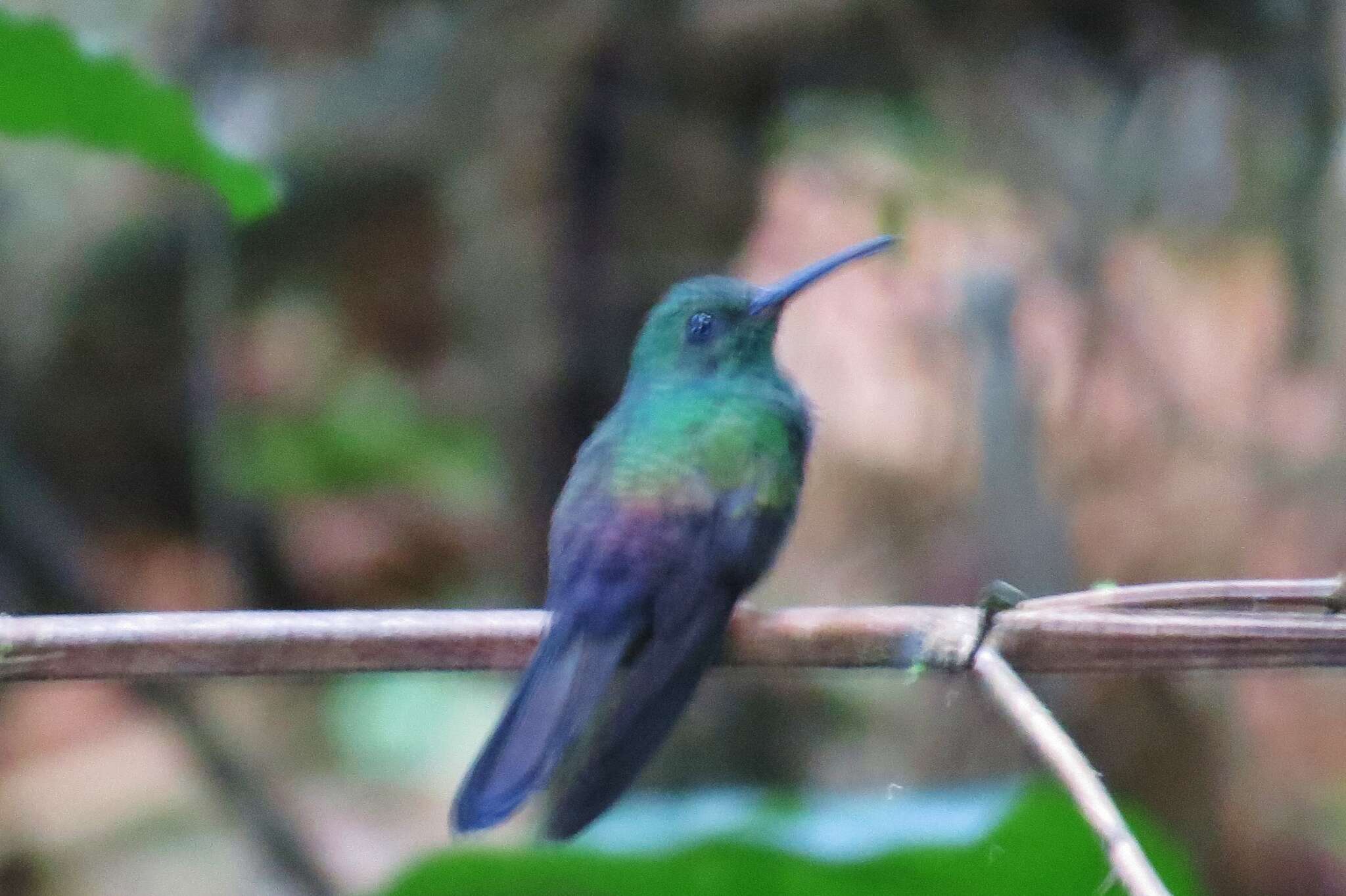 Imagem de Chalybura urochrysia (Gould 1861)