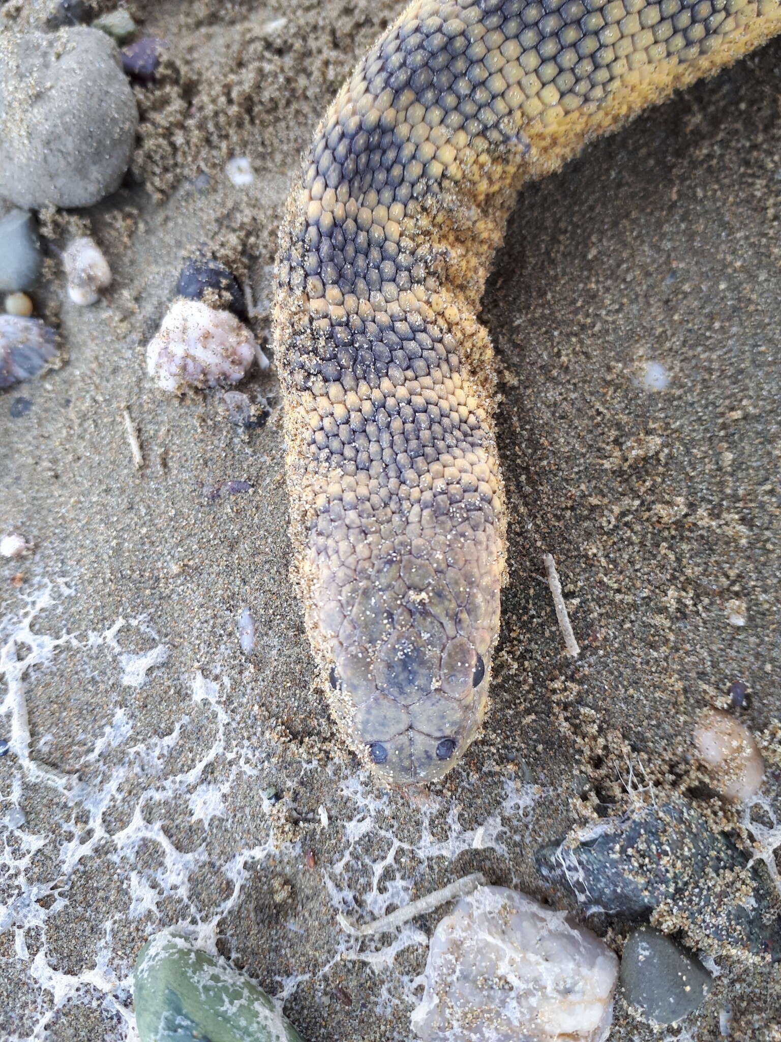 Image of Shaw's Sea Snake