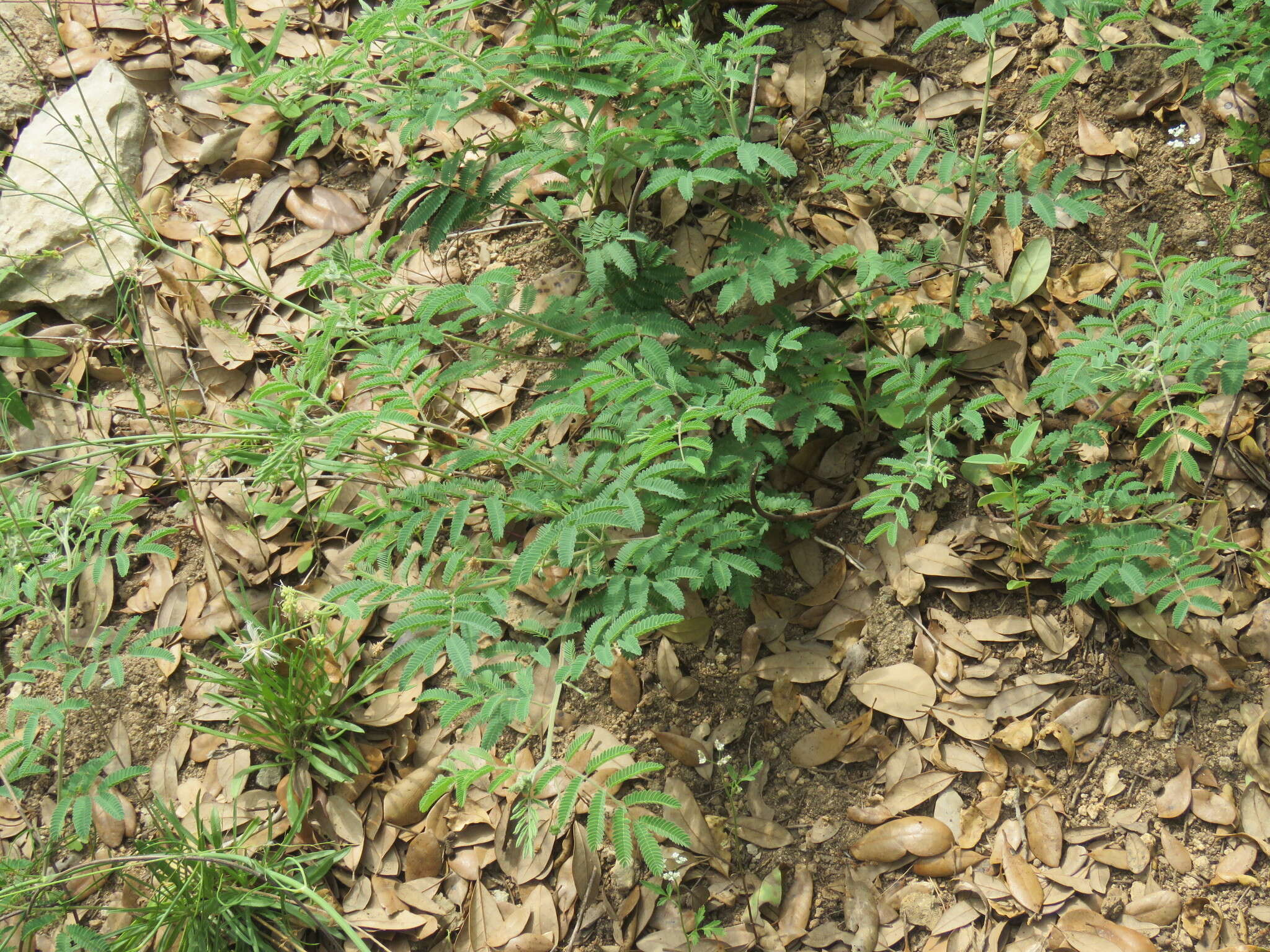 Desmanthus velutinus Scheele resmi