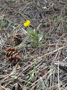 صورة Ranunculus glaberrimus var. ellipticus (Greene) Greene