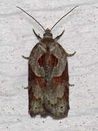 Image of Acleris maculidorsana Clemens 1864