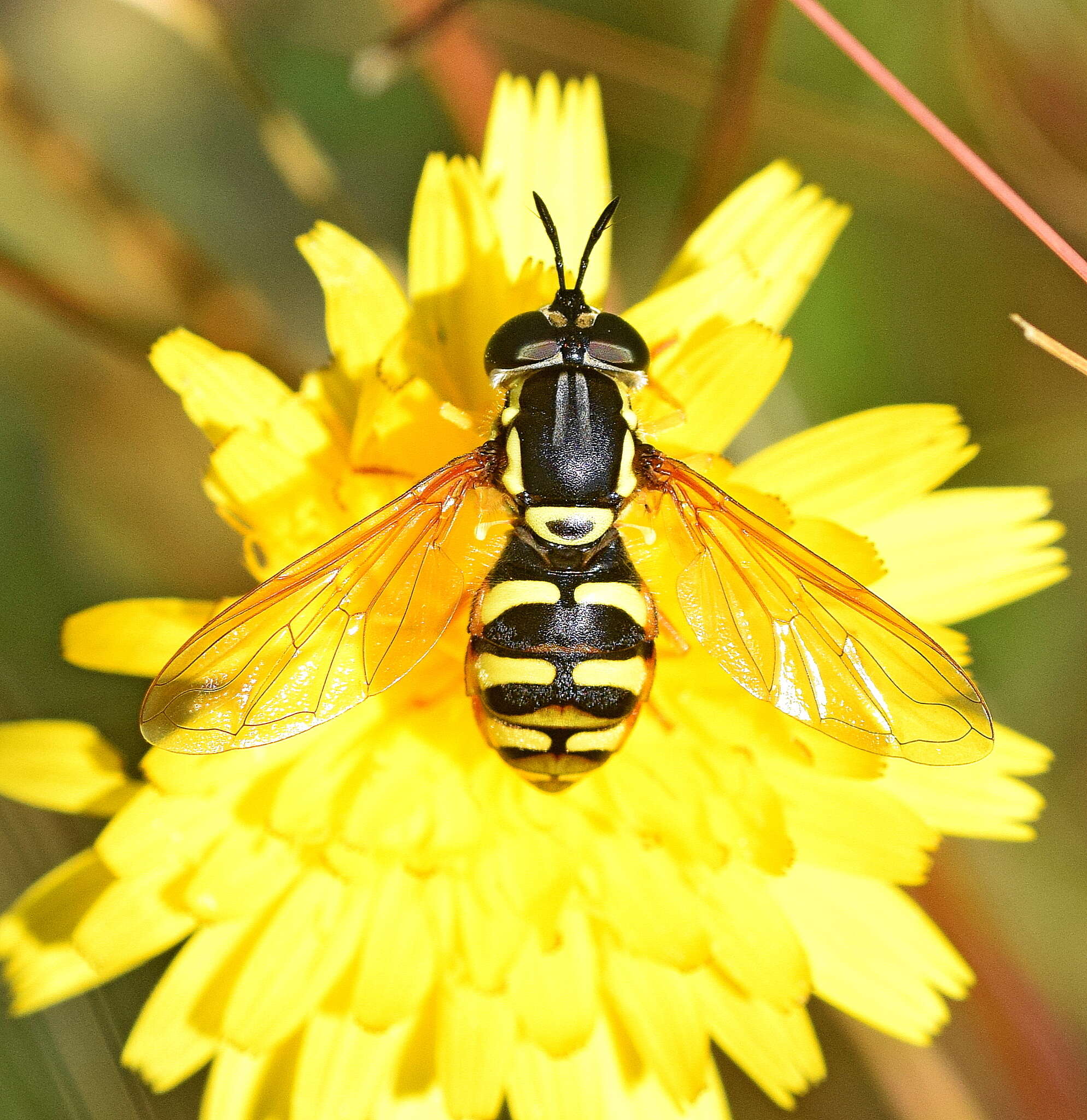 Image de Chrysotoxum verralli Collin 1940