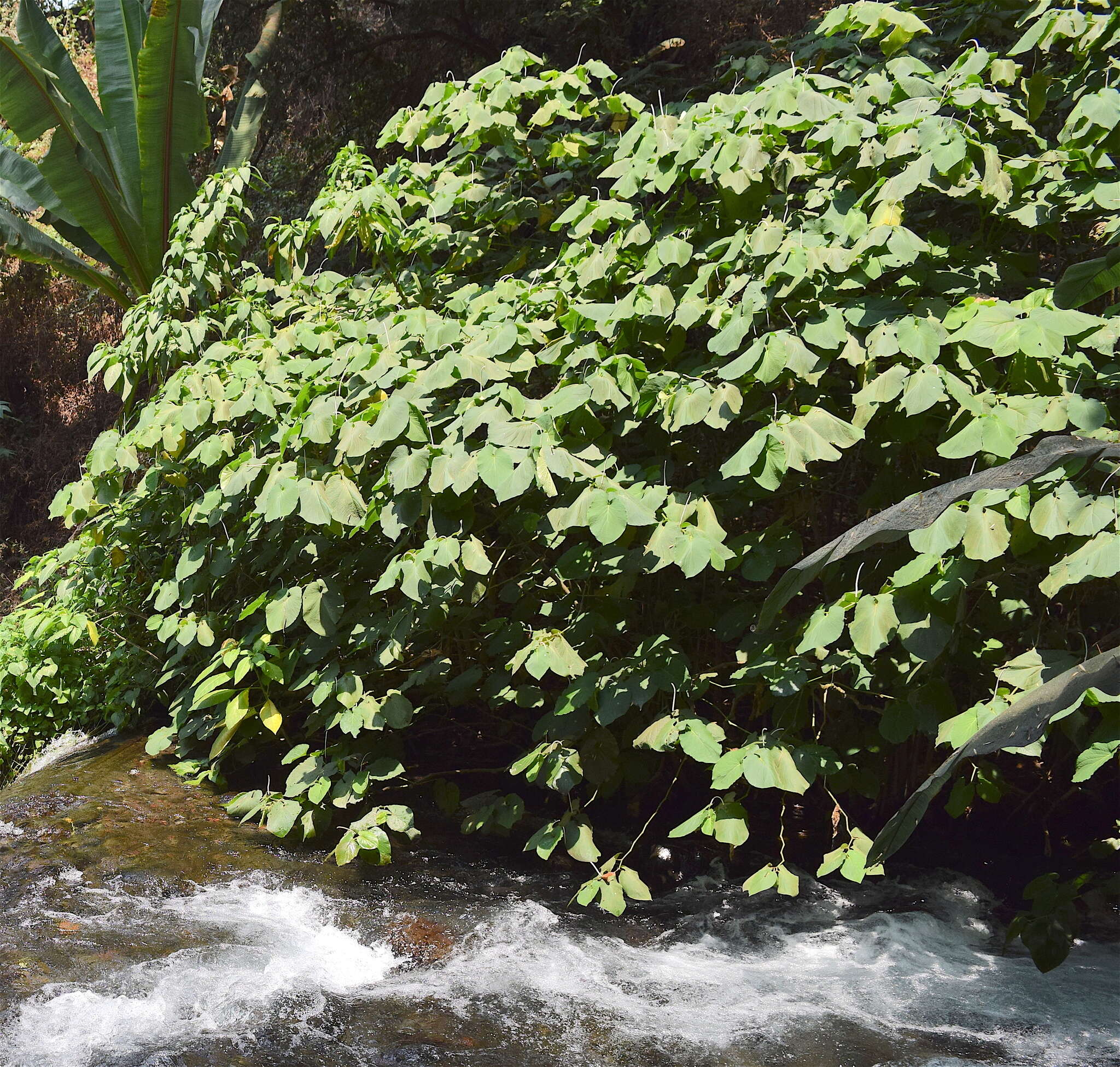 Image of Vera cruz pepper