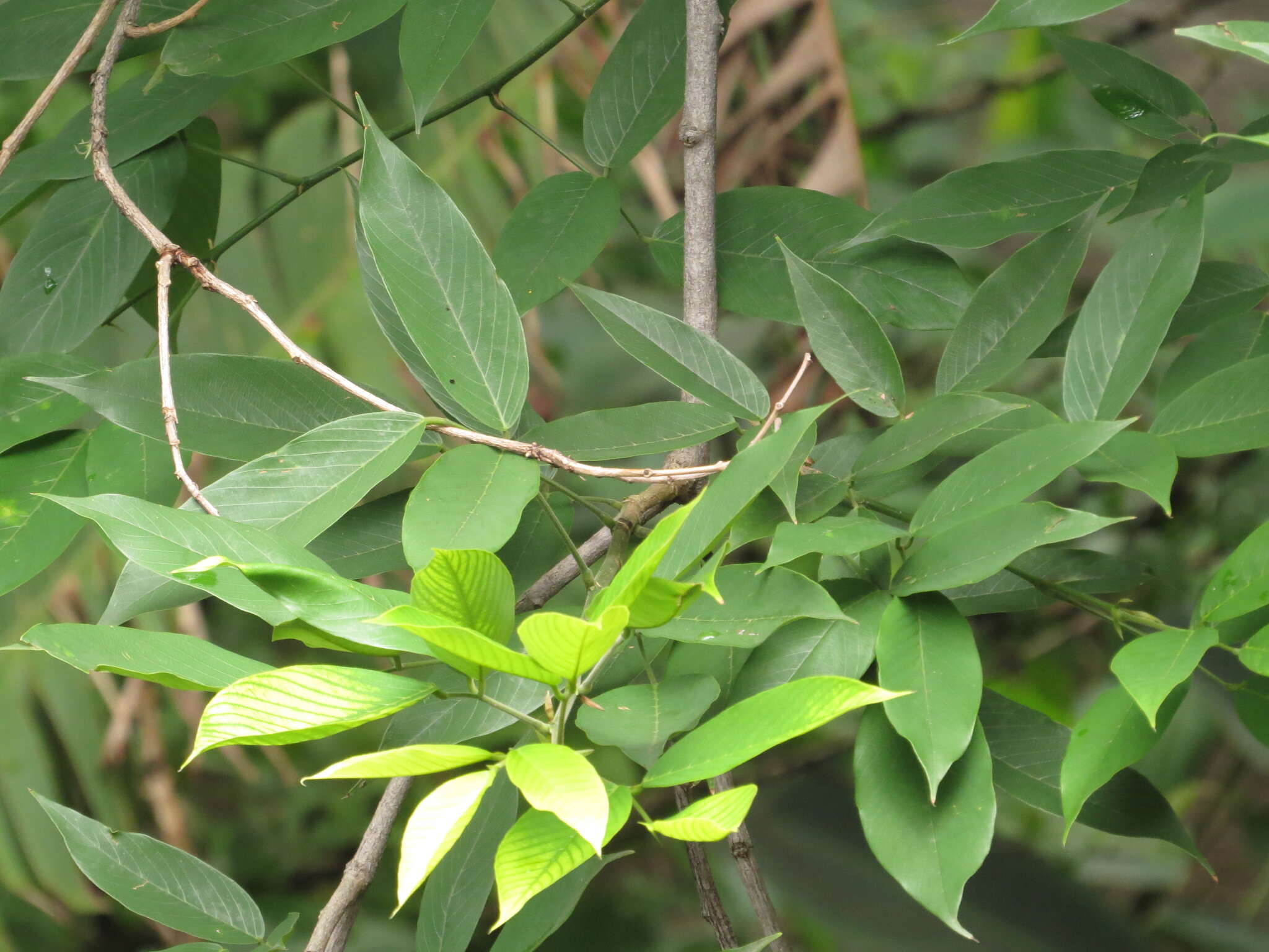 Image of Philippine pigeonwings