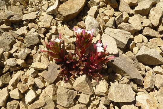 Image of Epilobium pycnostachyum Hausskn.