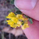 Image of Medicago cretacea M. Bieb.