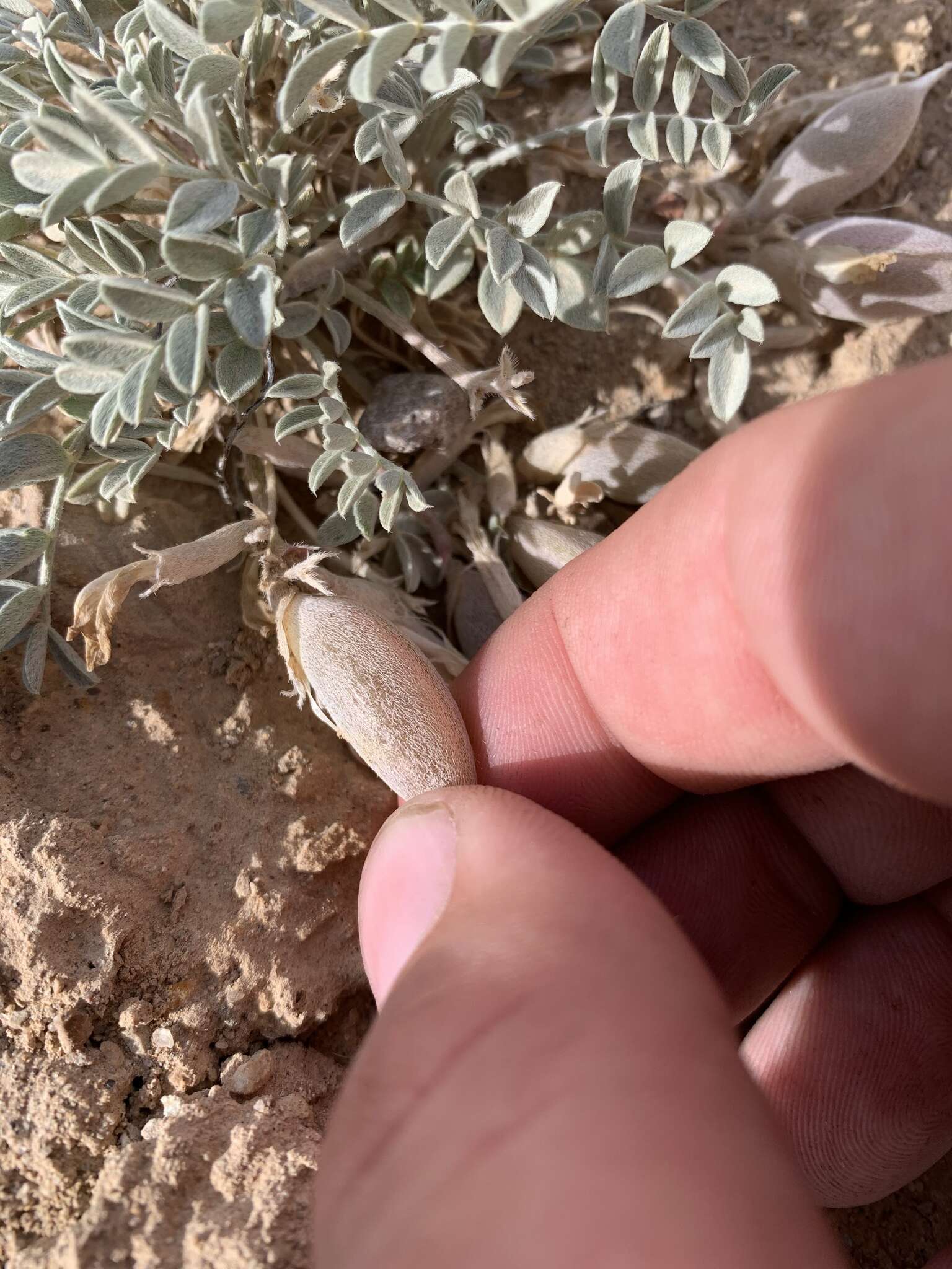 Sivun Astragalus cymboides M. E. Jones kuva